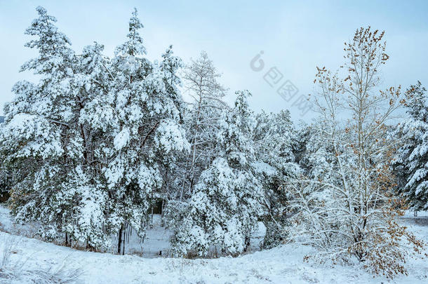 冬季森林中的新年树。美丽的冬季景观，白雪覆盖的树木。树上覆盖着白霜和雪。