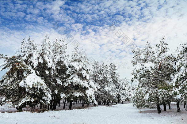 冬<strong>季</strong>森林中的<strong>新年</strong>树。美丽的冬<strong>季</strong>景观，白雪覆盖的树木。树上覆盖着白霜和雪。