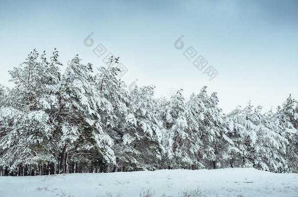 冬季森林中的新年树。美丽的冬季景观，白雪覆盖的树木。树上覆盖着白霜和雪。