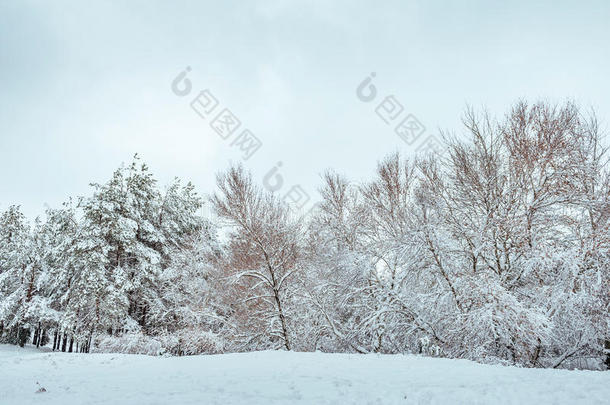 冬季森林中的新年树。美丽的冬季景观，白雪覆盖的树木。树上覆盖着白霜和雪。