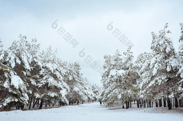 冬季森林中的新年树。美丽的冬季景观，白雪覆盖的树木。树上覆盖着白霜和雪。