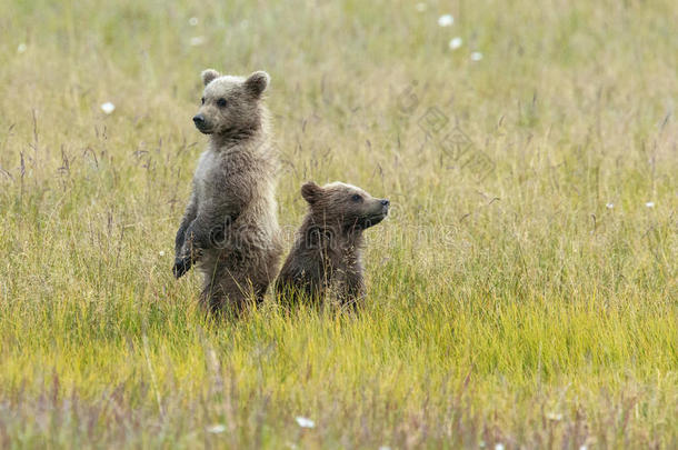 阿拉斯加棕熊幼崽站在田野里