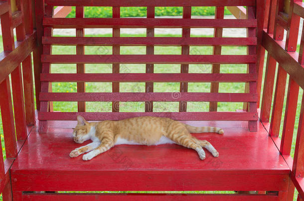 <strong>炎炎夏日</strong>，黄色小猫睡在公园的红板凳上