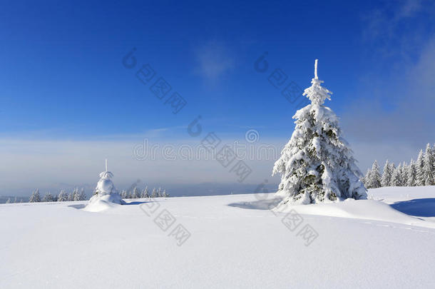 冬季景观和积雪覆盖的树木