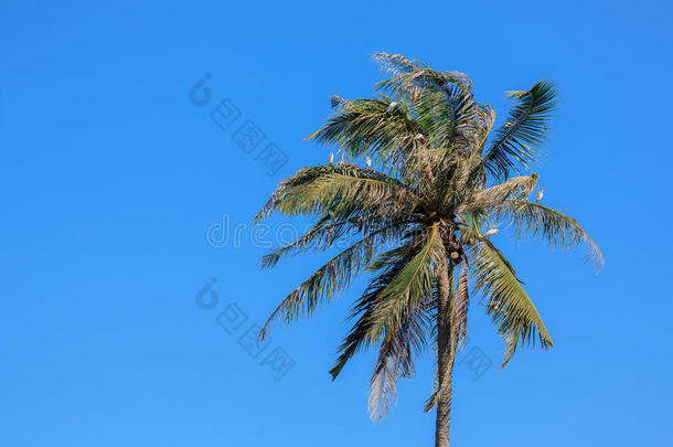 蓝天背景下的椰树和鸟