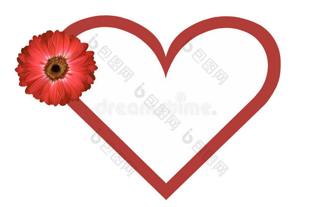 红色雏菊和心形情人节卡片白色背景