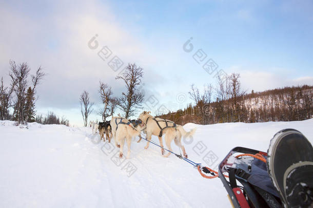 寒冷的冬天狗拉雪橇和哈士奇狗
