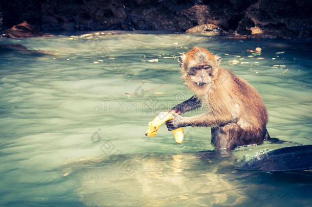 来自泰国猴子海滩的猴子