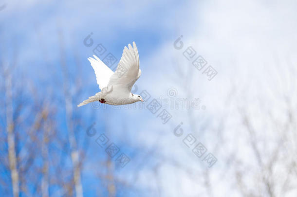 在蓝天上飞着白色的鸽子