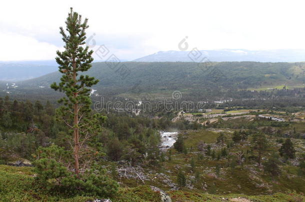 松树。<strong>挪威国家</strong>公园景观。