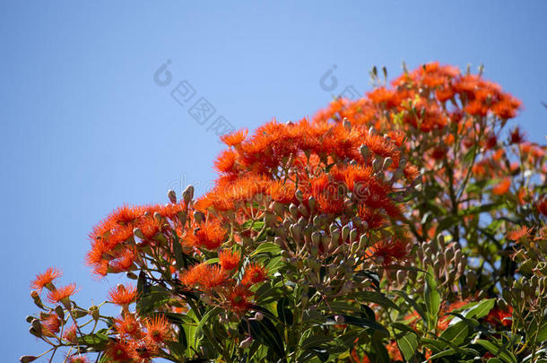 初夏澳大利亚西澳大利亚红花树胶树的灿烂花朵。