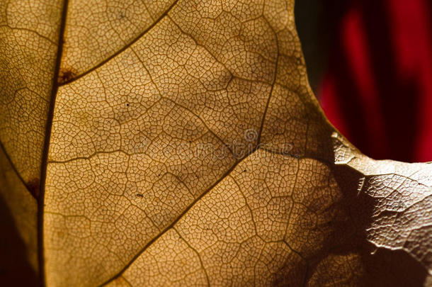自然文摘-死亡叶子的表皮细胞和叶脉