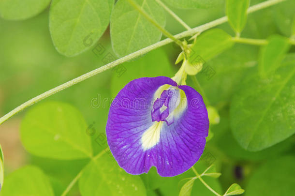 蝴蝶豌豆花药材