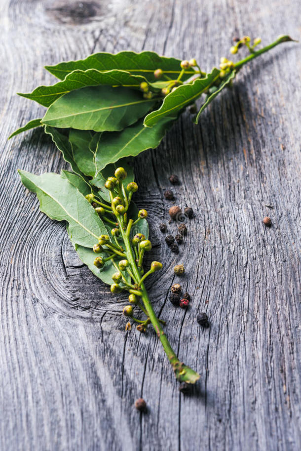 月桂枝图片包图网企业站