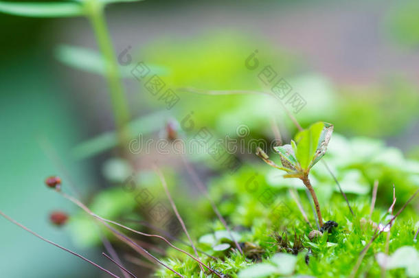 右下角是青苔还是小树