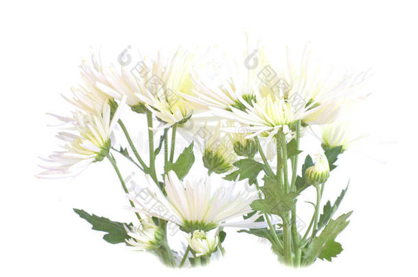 白菊花-原图