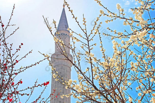 圣索菲亚教堂的宣礼塔和盛开的树木，伊斯坦布尔