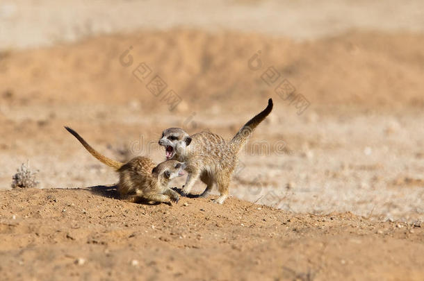 两只小猫鼬在打架