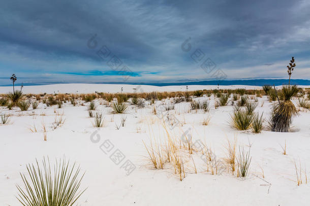 新墨西哥州令人惊叹的超现实的<strong>白色</strong>沙滩，有植物和<strong>云朵</strong>
