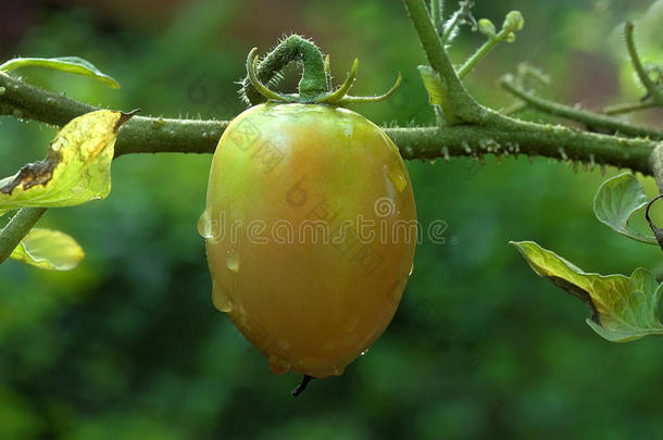 番茄<strong>果</strong>实在植物上成熟