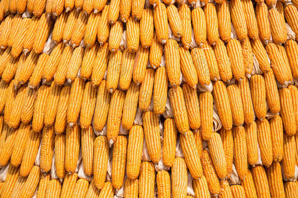 成熟玉米粒，生玉米，新鲜玉米，玉米背景