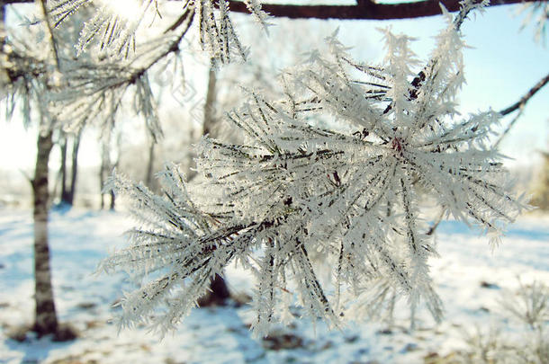 白雪皑皑的松枝