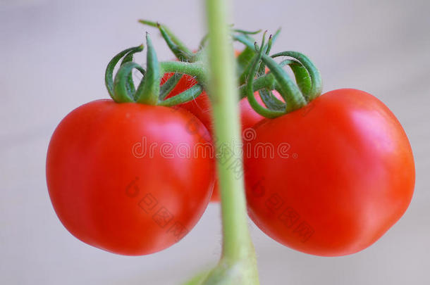 <strong>红番茄</strong>蔬菜