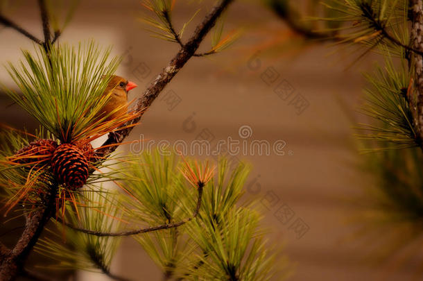 美丽<strong>的</strong>红色小<strong>鸟</strong>坐在<strong>树枝上</strong>。