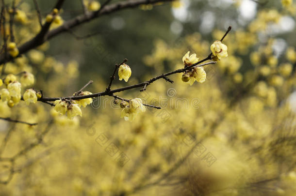 花萼眼角