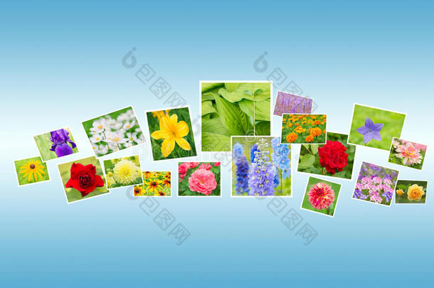 花卉照片背景