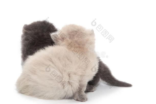 灰白色两只小猫
