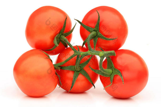红番茄分离