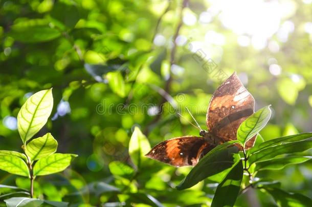 绿叶子上的橙色橡树叶蝴蝶