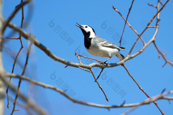 春天，白色摇尾鸟坐在树枝上