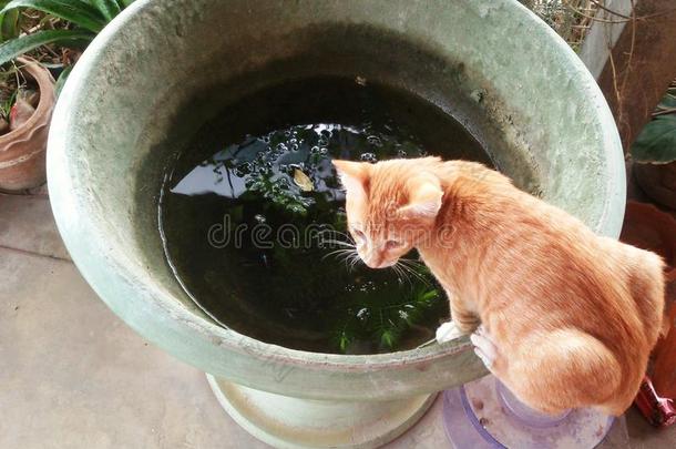 小猫抱着脸盆喝水