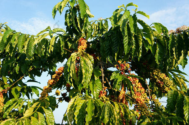 越南咖啡树，咖啡豆