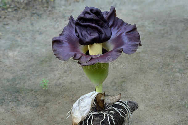 花象足山药