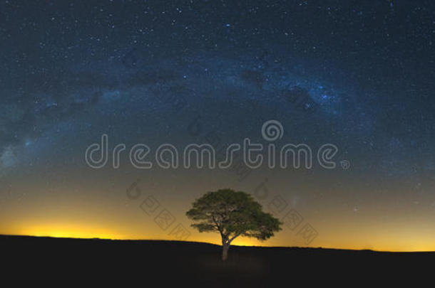 星空孤零零的树，褐色的草，银河和柔和的光线
