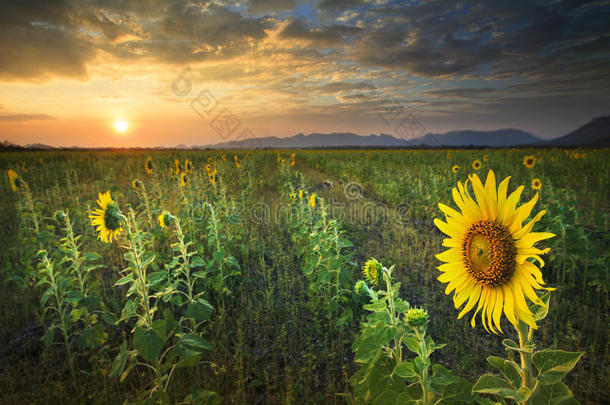 美丽的陆地景观日落，黄色的向日葵盛开在里面