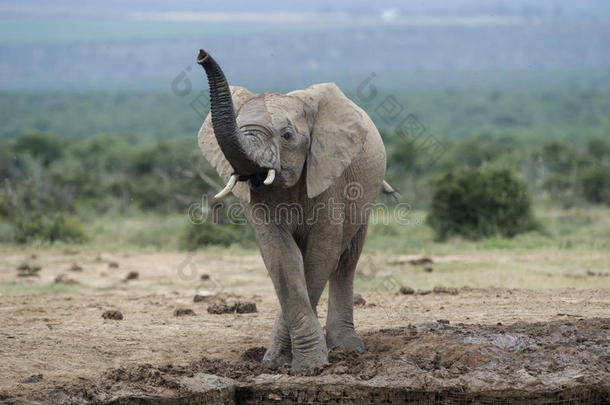 阿多大象象牙色少年厚皮动物