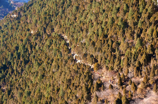 森林徒步旅行者徒步旅行旅行风景