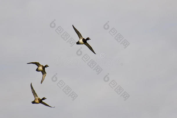 一群环颈鸭子在多云的天空中飞翔