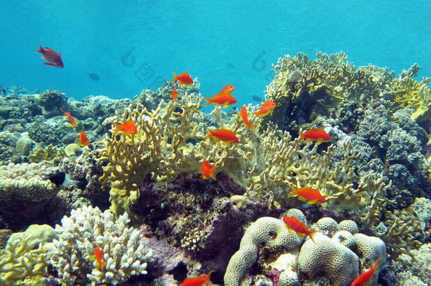 珊瑚礁与坚硬和火珊瑚和外来鱼类，水下