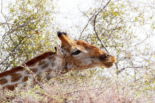 长颈鹿在树上吃草