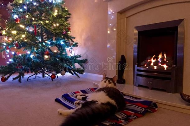 圣诞节在火前的猫
