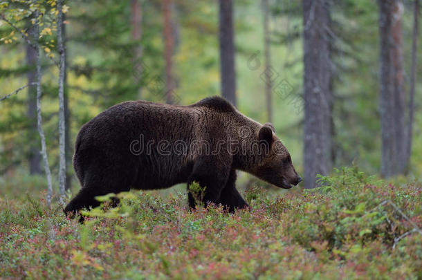 大熊在森林里散步