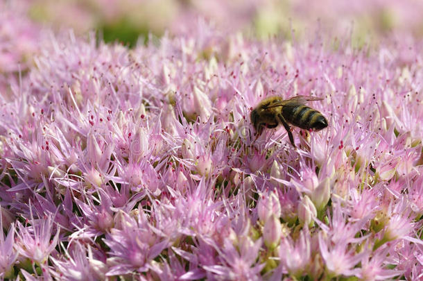 蜜蜂在光谱上觅食