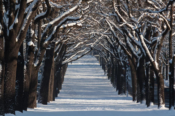 在冬天的风景中有几行树的小巷