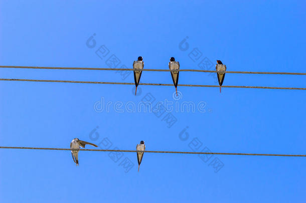电线上的鸟。