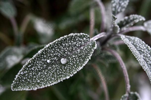 鼠尾草的冷冻叶(Salvia，FoliumSalviae)与冷冻露滴